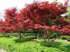  紅楓
