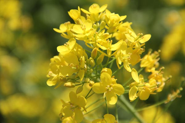  油菜花